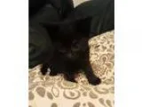 Adopt Hurley a American Shorthair cat in oklahoma city OK (15515