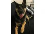 Adopt Chilly a Black - with Tan Yellow or Fawn German Shepherd D