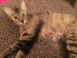Adopt Tabitha a Tortoiseshell Domestic Mediumhair (medium coat) 