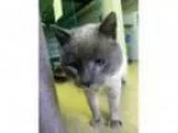 Adopt Gilligan a Siamese Mixed cat in Washougal WA ()