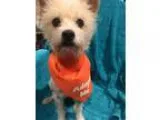 Adopt june Bug a White - with Tan Yellow or Fawn Terrier (Unknow