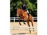 All-Around Horse Always in the Ribbons