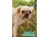 Adopt Hazel a Pug Shih Tzu