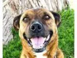 Adopt Link a Australian Terrier American Staffordshire Terrier