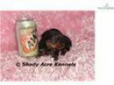 AKC Fancy-GA- We offer delivery