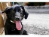 Adopt Nicole--I m an Adoption Center Dog a Hound Newfoundland Do