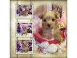 AKC Blondie