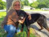 Adopt Penelope a Rottweiler  Mixed dog in Houston TX (15541241)
