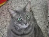 Adopt Austin a Domestic Short Hair