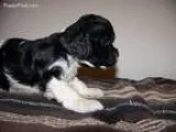 - Introducing Doggy Dan&rsquos Online Dog Trainer -
