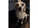 Adopt Libation (FORT COLLINS) a Spaniel Cocker Spaniel