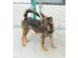 Adopt Hachi a Australian Terrier