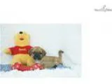 Banner Beautiful Puggle Shipping Included