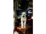 Adopt Rover a White - with Brown or Chocolate Terrier (Unknown T