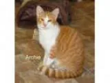 Adopt Archie a Orange or Red Tabby American Shorthair (short coa