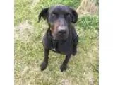 Adopt Roscoe a Black Labrador Retriever  Doberman Pinscher  Mixe