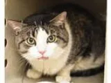 Adopt Tucker- Foster to adopt a Labrador Retriever