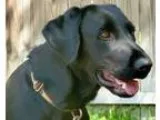 Adopt Chanel a Black Labrador Retriever  Mixed dog in Denton TX 