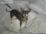 LOST Chihuahua