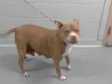 Adopt ASTRID a Pit Bull Terrier  Mixed dog in Tacoma WA (1551322