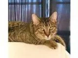Adopt Finn a Tabby - Grey