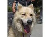 Adopt NIKI a Alaskan Malamute