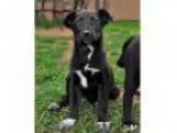 Adopt Babies - Cub a Border Collie Terrier