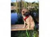 Adopt quotMarge quot a Pug Border Terrier
