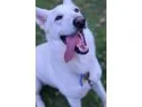 Adopt Max-Adoption Pending a German Shepherd Dog