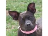 Adopt Kisses a Pit Bull Terrier