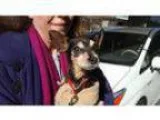 Adopt Teddy a Miniature Pinscher