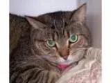 Adopt Trina a Domestic Short Hair