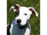 Adopt Ellen a White American Pit Bull Terrier  Mixed dog in Wich