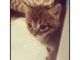 Adopt Sawyer a Domestic Shorthair cat in oklahoma city OK (15458