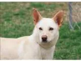 Adopt Sassy a Golden Retriever Shepherd