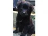 Adopt Banxi a Black Australian Shepherd  Rottweiler  Mixed dog i