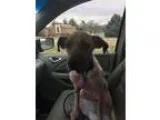 Adopt Stella a Shepherd (Unknown Type)  Mixed dog in Nashville T
