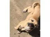 Adopt Breezy a Boxer Terrier