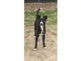 Rtgdb malicious english bulldog puppies
