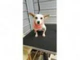 Adopt Tucker a Jack Russell Terrier