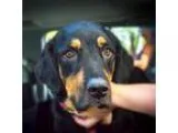 Adopt Guinness a Bernese Mountain Dog  Hovawart  Mixed dog in Bo