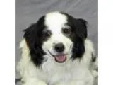 Adopt Guthrie a Spaniel (Unknown Type)  Mixed dog in Modesto CA 