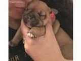 Leah s Puppy