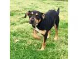Adopt Bella a Tricolor (TanBrown and Black and White) Shepherd (