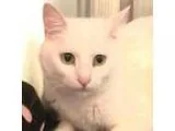 Adopt Jack a Domestic Short Hair