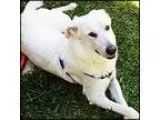 Adopt Prince a White Great Pyrenees  Labrador Retriever  Mixed d