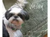 Adopt Wesley a Shih Tzu  Mixed dog in Sparks NV (15497382)