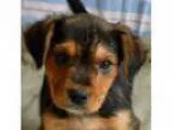 Adopt Rose a Black - with Tan Yellow or Fawn Beagle Rottweiler