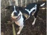 Adopt Julia-LOVES DOGS and CATS a Whippet Italian Greyhound