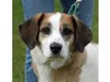 Adopt Flash a White - with Tan Yellow or Fawn Hound (Unknown Typ